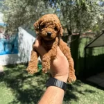Safkan Poodle Yavrular