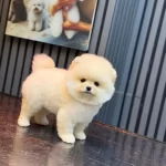 Yavru Pomeranian Boolarımız