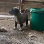 Aslan Kangal Yavruları