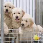 Bebek Yüzlü Golden Retriever Yavrulari