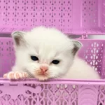 Şampiyon Anne Ve Babanın Safkan Ragdoll Bebekleri