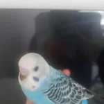 Yavru Muhabbet Kuşu Ev Üretimi