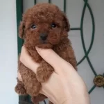 Safkan Toy Poodle Yavrularımız