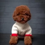 Ruhsatli Çiftlikten Toy Poodle Bebekler
