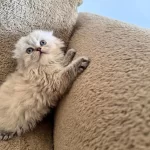 Scottish Fold Dişi Ve Erkek Kardeşler