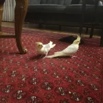 Sultan Papağanı 2 Adet
