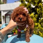 Sevimli Toy Poodle Yavrularımız
