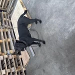 1 Yaşında Dişi Cane Corso