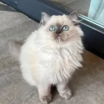 Mavi Gözlerin En Zarif Hali British Longhair