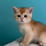 Babasi Şecereli Golden Kedilere Yuva Ariyoruz