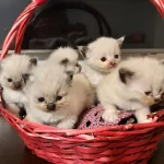 Şecere Garantili Anne Ve Baba Şampiyon Hatlardan Kediler