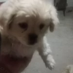 A Kalite Albino Pekinez Yavrusu
