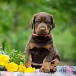 Profesyonel Üretim Çifliğinden Doberman Kapıda Ödeme