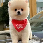 Safkan Pomeranian Boo Bebekler