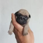 Pug Mops Yavrular İrk Sağlık Garantili