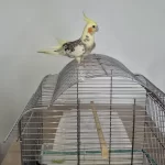 Full Evcil Sadık Çift Dost Sultan Papağanlar