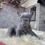 Egzotik Blue French Bulldog Yavrularim Safkan