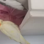 Konuşan Yumurtlayan Çift Sultan Papağanı