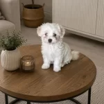 Orijinal Terrier Yavrular İrk Sağlık Garantili