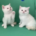 Safkan British Shorthair Bebeklerim