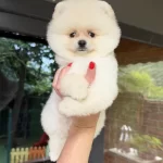 Boo Erkek Pomeranian