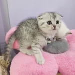 Safkan Scottish Fold Ve Straight Yavrular Catteryden
