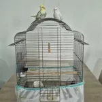 Full Evcil Sadık Çift Dost Sultan Papağanı