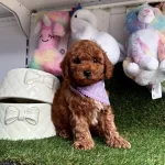 Sevimli Toy Poodle Yavrular