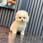 Pomeranian Boo Yavrularim
