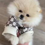 Boo Garantili Yavrularımız