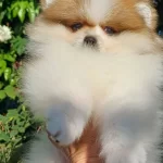Pomeranian Boo Dişi Tea Cup