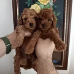Safkan Red Brown Toy Poodle Yavrular Üst Kalite