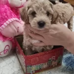 Sağlıklı Erkek Maltipoo