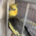 Harika Sultan Papağanları