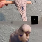 35 Günlük Ele Aliştirmalik Jumbo Kuşlar