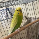 Sağlıklı Erkek Muhabbet Kuşu 1,5 Yaşında