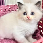 Şampiyon Genetikli Safkan Ragdoll Yavruları