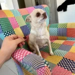 Eğitimli Şecereli Yetişkin Chihuahualar