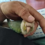 Konur Papağanı El Besleme