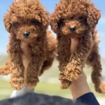 Ankarada Ziyarete Açık Toy Poodle Yavrular