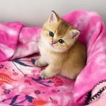 British Shorthair Black Golden