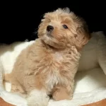 Kore Maltipoo Yavruları