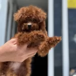 Show Kalite Tea Cup Kore Poodle Yavrumuzu Canlı Görün
