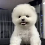 Pomeranian Boo Yavrusu