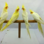 İnsan Aşkı Ele Alışkın Sultan Papağanları