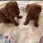 Toy Poodle Yavrularımız