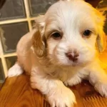 Ev Doğumu Maltipoo Yavrularımız