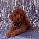 Safkan Toy Poodle Bebekler