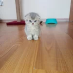 Blue Golden Scottish Fold Dişi