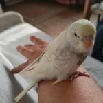 Ele Alişik Sağlikli Yavru 2 Adet Muhabbet Kuşu